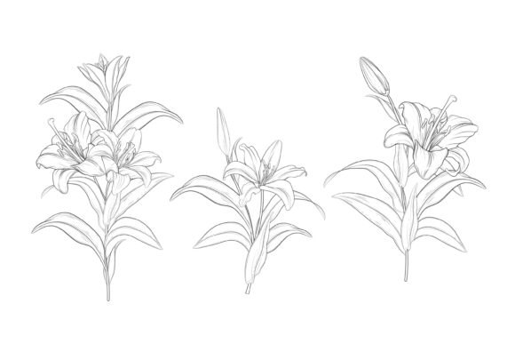 Download Drawn Floral Illustrations Graphic - Floral illustrations Collection