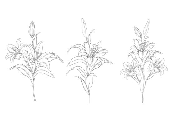 Download Drawn Floral Illustrations Graphic - Floral illustrations Collection